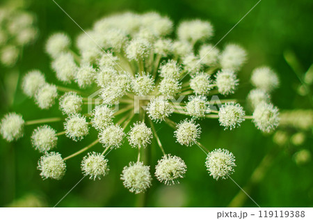 Angelica plan, umbelliferae bloom Angelica plan, umbelliferae bloom 119119388