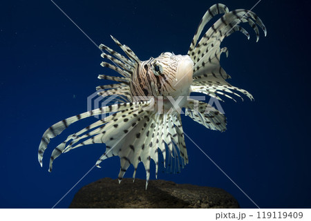 ミノカサゴ カサゴ Lionfish 毒魚 ミノカサゴ カサゴ Lionfish 毒魚 119119409