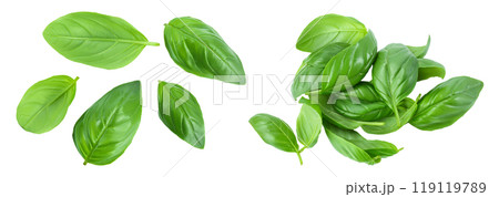 Fresh basil leaf isolated on white background with full depth of field. Top view. Flat lay 119119789