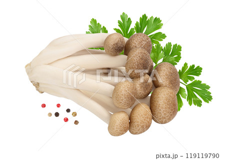Brown beech mushrooms or Shimeji mushroom isolated on white background with full depth of field. 119119790