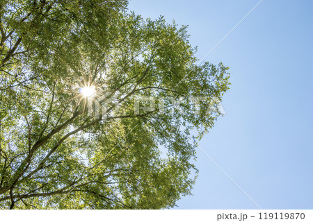 青空と緑の樹木と太陽 青空と緑の樹木と太陽 119119870