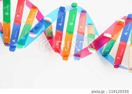 DNA molecule spiral structure model isolated on white background, chromosome and gene chemical science biology. DNA molecule spiral structure model isolated on white background, chromosome and gene chemical science biology. 119120350
