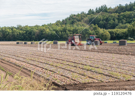【富良野市　玉葱の収穫とトラクター】 119120476