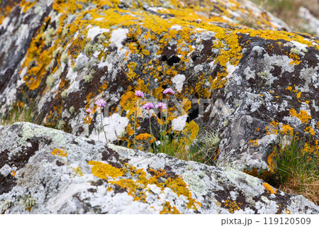 Detailed rock surface with colorful lichen patches blooming wildflowers showing coastal diversity 119120509