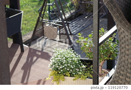 Plant with white flowers in wicker pot on patio in summer. Swing in backyard on sunny day. Deck board flooring. Plant with white flowers in wicker pot on patio in summer. Swing in backyard on sunny day. Deck board flooring. 119120770
