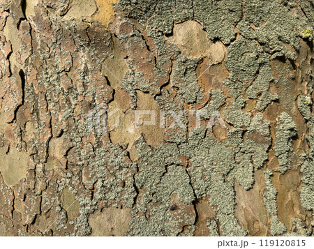 Abstract background. Structure of old tree bark Abstract background. Structure of old tree bark 119120815