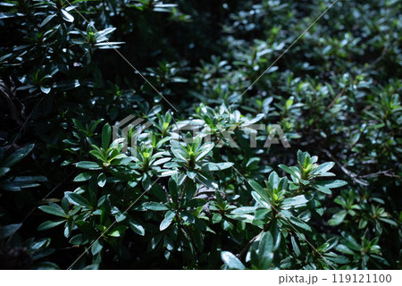 緑緑しいグリーン(ツツジのクローズアップ) 緑緑しいグリーン(ツツジのクローズアップ) 119121100