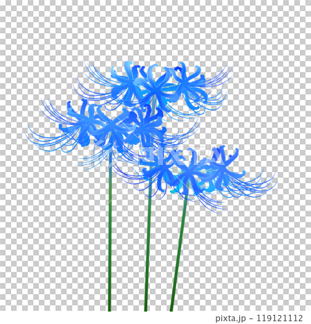 Blue cluster amaryllis 119121112