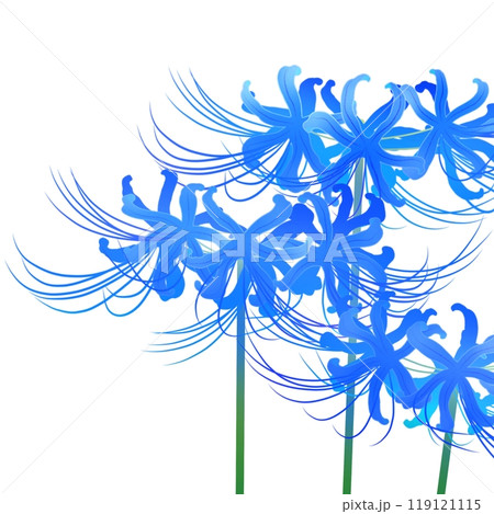 青い彼岸花 119121115