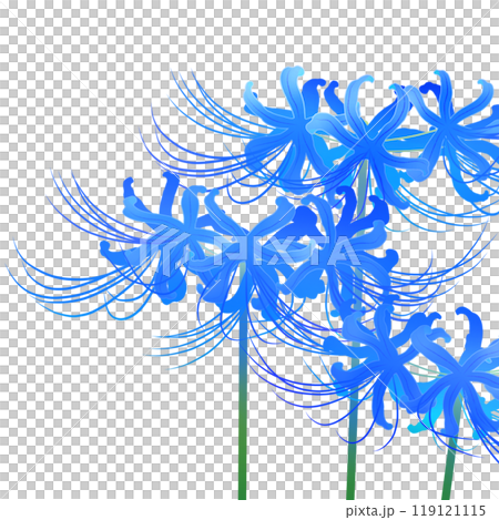 青い彼岸花 119121115