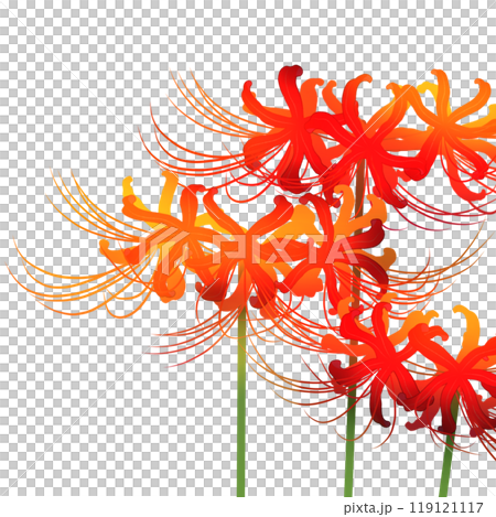 群集孤挺花 119121117