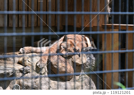 オオヤマネコ(シベリアオオヤマネコ) 羽村市動物公園(ヒノトントンZOO) オオヤマネコ(シベリアオオヤマネコ) 羽村市動物公園(ヒノトントンZOO) 119121201