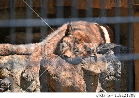 オオヤマネコ(シベリアオオヤマネコ) 羽村市動物公園(ヒノトントンZOO) オオヤマネコ(シベリアオオヤマネコ) 羽村市動物公園(ヒノトントンZOO) 119121209