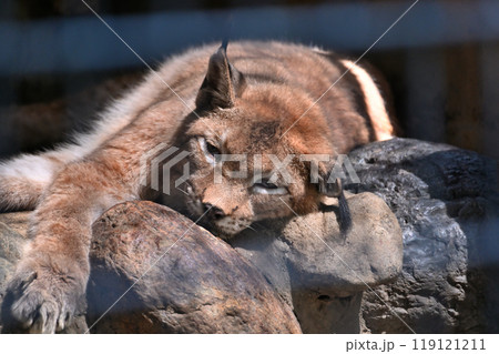 オオヤマネコ(シベリアオオヤマネコ) 羽村市動物公園(ヒノトントンZOO) オオヤマネコ(シベリアオオヤマネコ) 羽村市動物公園(ヒノトントンZOO) 119121211