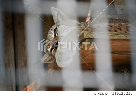オオヤマネコ(シベリアオオヤマネコ) 羽村市動物公園(ヒノトントンZOO) オオヤマネコ(シベリアオオヤマネコ) 羽村市動物公園(ヒノトントンZOO) 119121216