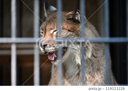 オオヤマネコ（シベリアオオヤマネコ）　羽村市動物公園（ヒノトントンZOO) 119121226