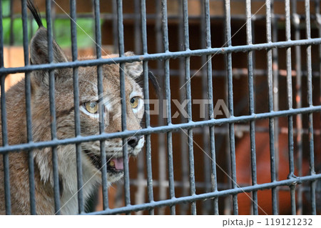 オオヤマネコ(シベリアオオヤマネコ) 羽村市動物公園(ヒノトントンZOO) オオヤマネコ(シベリアオオヤマネコ) 羽村市動物公園(ヒノトントンZOO) 119121232