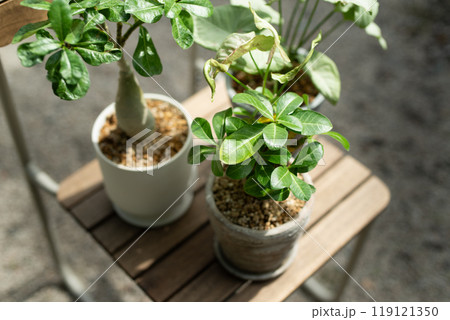 庭のアデニウム(オベスム・ヴィーナス アラビカム)とシンゴニウム 庭のアデニウム(オベスム・ヴィーナス アラビカム)とシンゴニウム 119121350