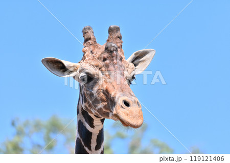 アミメキリン　ヒノトントンZOO 　(羽村市動物公園） 119121406