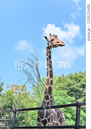 アミメキリン ヒノトントンZOO (羽村市動物公園) アミメキリン ヒノトントンZOO (羽村市動物公園) 119121408