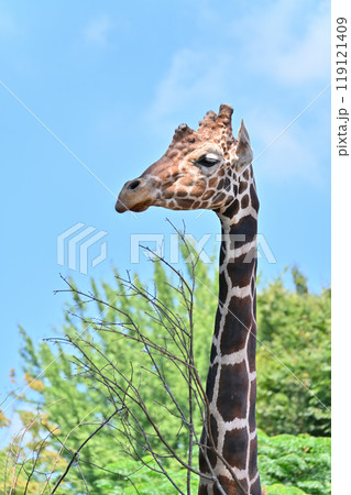 アミメキリン　ヒノトントンZOO 　(羽村市動物公園） 119121409