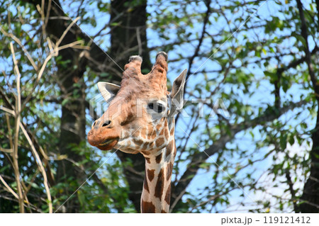 アミメキリン ヒノトントンZOO (羽村市動物公園) アミメキリン ヒノトントンZOO (羽村市動物公園) 119121412