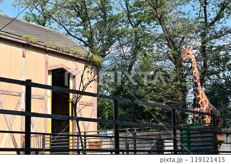 アミメキリン　ヒノトントンZOO 　(羽村市動物公園） 119121415