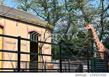 アミメキリン　ヒノトントンZOO 　(羽村市動物公園） 119121416