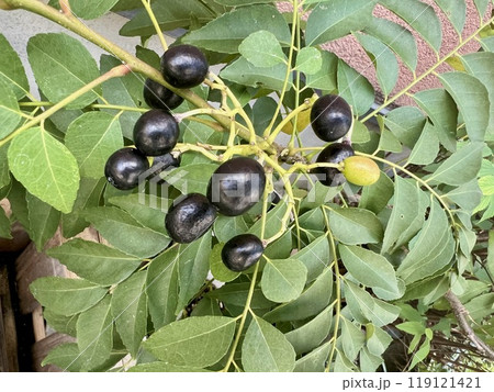 カレーリーフと実 119121421