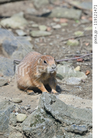オグロプレーリードッグ 羽村市動物公園 (ヒノトントンZOO ) オグロプレーリードッグ 羽村市動物公園 (ヒノトントンZOO ) 119121471