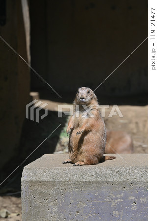 オグロプレーリードッグ　羽村市動物公園　（ヒノトントンZOO ） 119121477