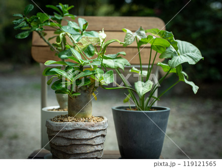 庭のアデニウム（オベスム・ヴィーナス　アラビカム）とフィカス 119121565