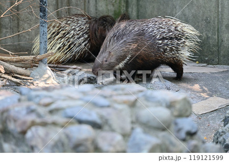 ヤマアラシ（インドタテガミヤマアラシ）　羽村市動物公園（ヒノトントンZOO ） 119121599
