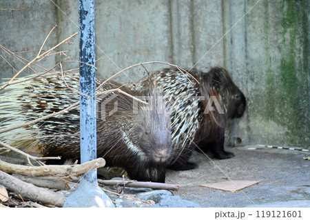 ヤマアラシ（インドタテガミヤマアラシ）　羽村市動物公園（ヒノトントンZOO ） 119121601