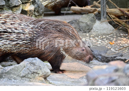 ヤマアラシ（インドタテガミヤマアラシ）　羽村市動物公園（ヒノトントンZOO ） 119121603
