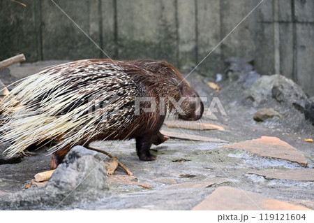 ヤマアラシ（インドタテガミヤマアラシ）　羽村市動物公園（ヒノトントンZOO ） 119121604