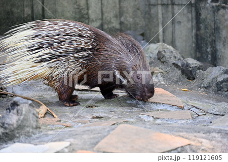 ヤマアラシ（インドタテガミヤマアラシ）　羽村市動物公園（ヒノトントンZOO ） 119121605