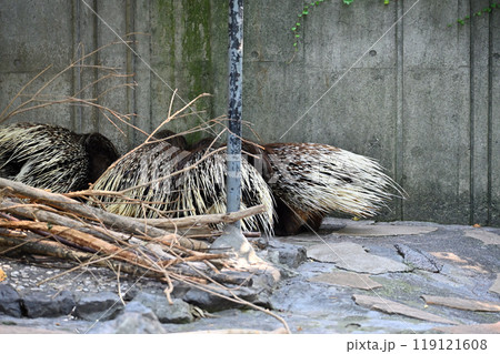 ヤマアラシ（インドタテガミヤマアラシ）　羽村市動物公園（ヒノトントンZOO ） 119121608