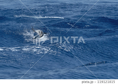 striped dolphin, Stenella coeruleoalba, wild and free jumping in mediterranean Sea striped dolphin, Stenella coeruleoalba, wild and free jumping in mediterranean Sea 119121815