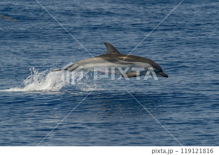 striped dolphin, Stenella coeruleoalba, wild and free jumping in mediterranean Sea 119121816