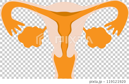 Human female reproductive system Gynecology Human female reproductive system Gynecology 119121920