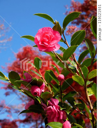 岡城跡　椿と紅葉　（大分県竹田市） 119121931