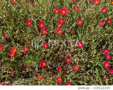 秋の公園に咲く赤いポーチュラカの花 秋の公園に咲く赤いポーチュラカの花 119122205