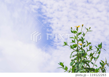 秋の空とキクイモの花 秋の空とキクイモの花 119122263