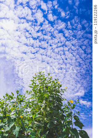 秋のうろこ雲とキクイモの花 秋のうろこ雲とキクイモの花 119122266