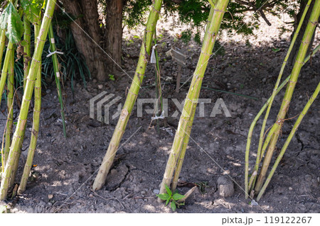 収穫間近の太い菊芋の茎 収穫間近の太い菊芋の茎 119122267