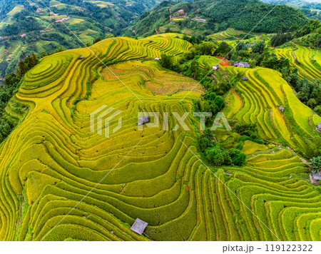 Drone aerial view of rice terrace field in harvest season,Green agricultural fields in countryside at northern Vietnam 119122322