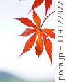 紅葉 119122822