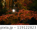 紅葉と太陽 119122823