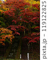 紅葉と階段 119122825